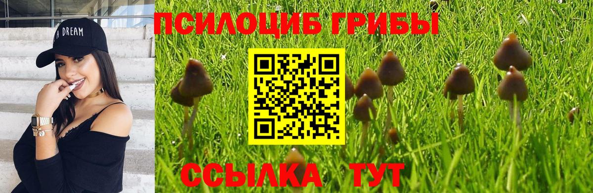 Псилоцибиновые грибы прущие грибы Удомля